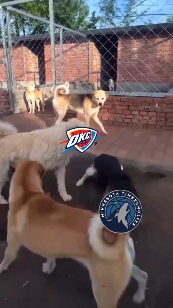 太有活了！美媒惡搞：狗王雷霆嚇退掘金灰熊，把森林狼按地上